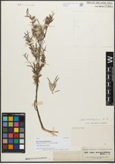Foto von Salix dracunculifolia Boiss.